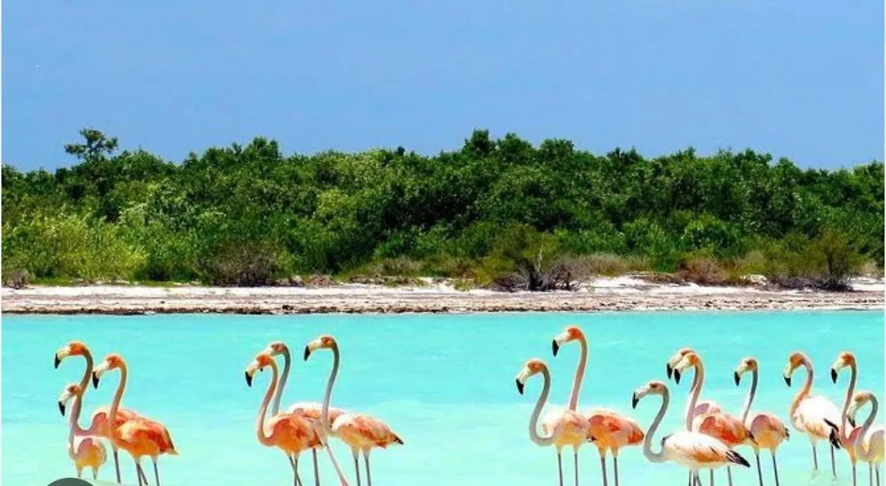 Depa Emma Apartment Isla Holbox